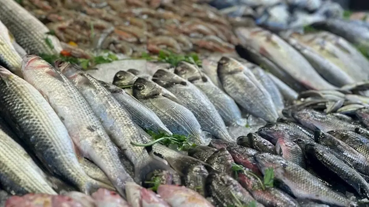 تغيرات مستمرة في أسعار الأسماك والمأكولات البحرية داخل سوق العبور اليوم